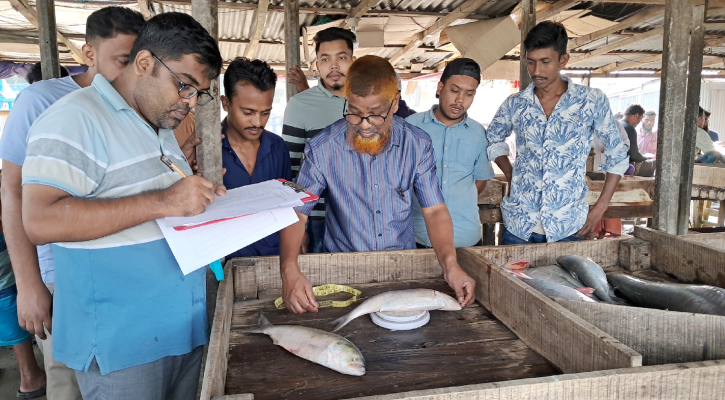 ডিম ছাড়ার পরের ইলিশ নিয়ে চলছে গবেষণা 